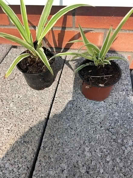 Photo of free Two spider plants (Brentry BS10) #1