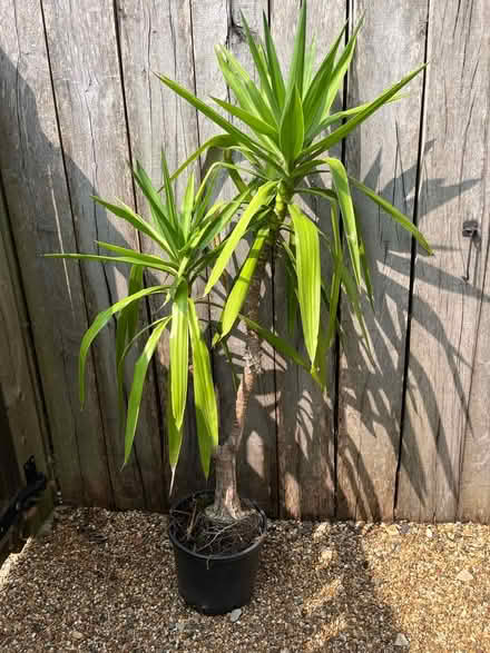 Photo of free House plant (Hitchin Herts) #2