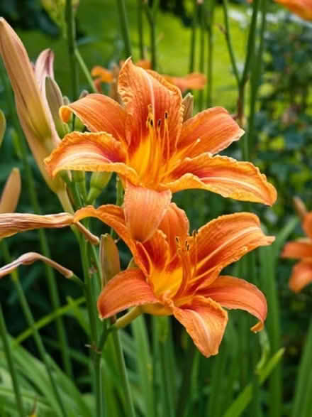 Photo of free Day lilies - yet more (High Hurstwood TN22) #1