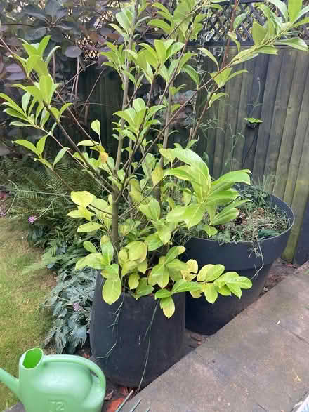Photo of free Large outdoor plant in pot (Muswell Hill n10) #1