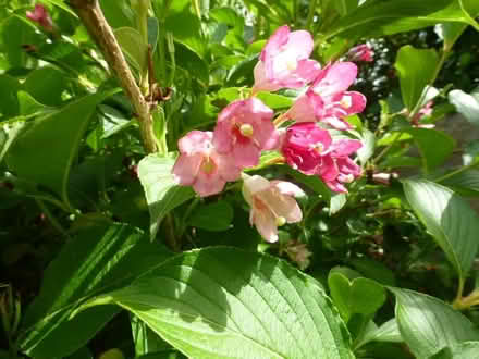 Photo of free Weigela plants(Strawberry & Cream) (North Tonbridge.) #3