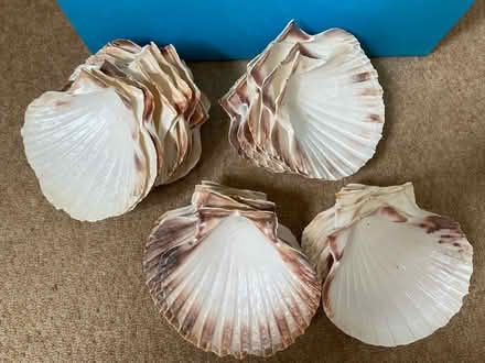 Photo of free Oyster Shells (St John’s, WR2) #1