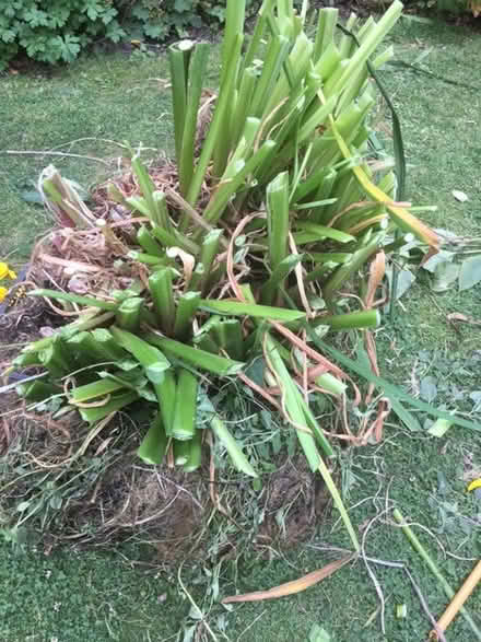 Photo of free Yellow flag iris for ponds (Enfield EN2) #1