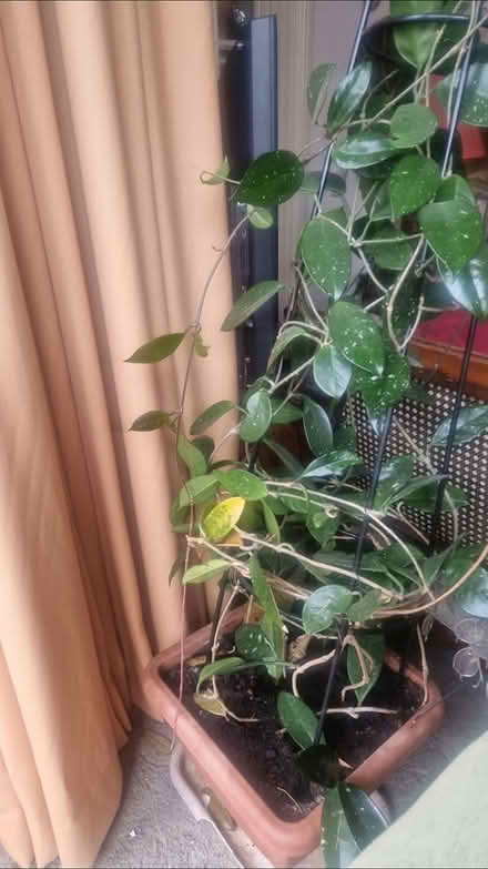 Photo of free plant (hay market) #1