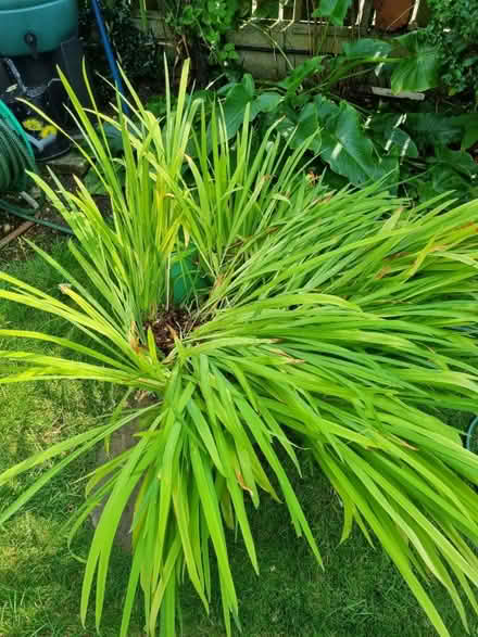 Photo of free Crocosmia plants/ bulbs (Abingdon OX14) #1