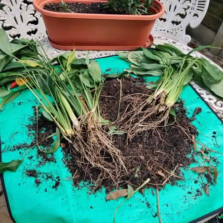 Photo of free Peace lilly plants (Richmond TW9) #1
