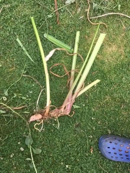 Photo of free Yellow flag iris for ponds (Enfield EN2) #2