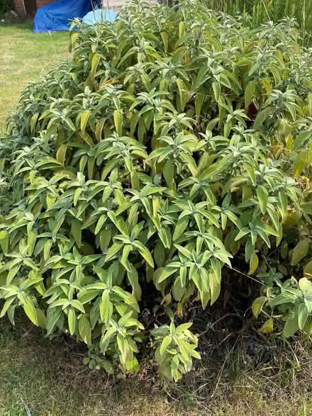 Photo of free Sage! 2 large sage plants ( green & purple) (Bastonford WR13) #2