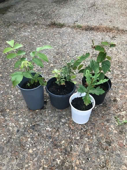 Photo of free Small trees (Burnham on Crouch CM0) #1