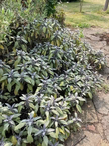 Photo of free Sage! 2 large sage plants ( green & purple) (Bastonford WR13) #1