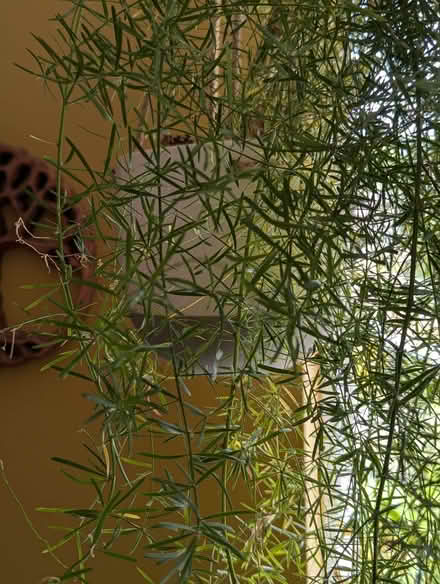 Photo of free Asparagus fern indoor plant (North Woodchester GL5) #1