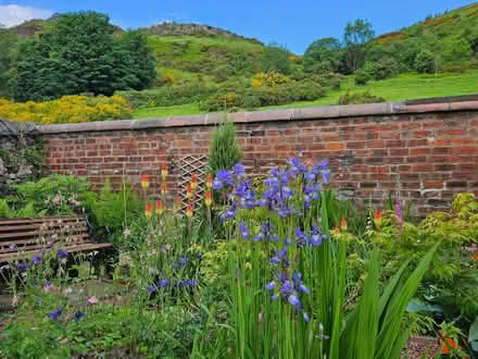 Photo of free Red hot poker plants (Menstrie FK11) #1