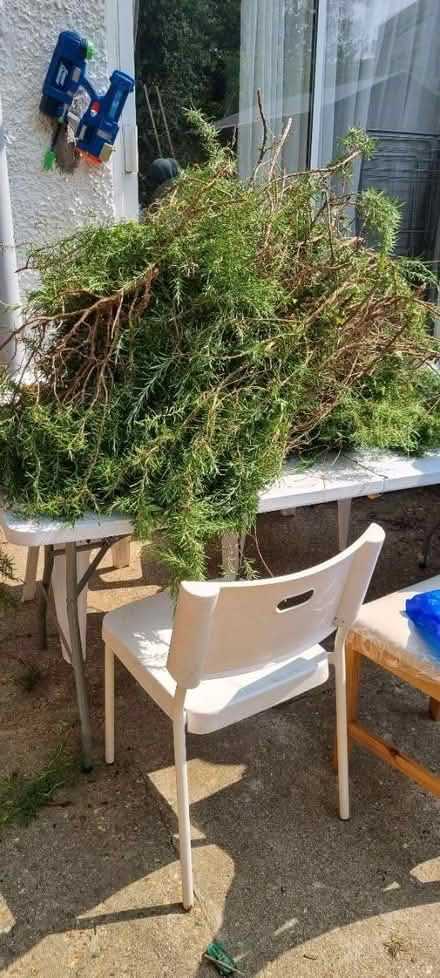 Photo of free Fresh rosemary cuttings (UB3 Hayes end) #1