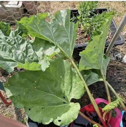 Photo of free Rhubarb plant cuttings (N17 the roundway) #1