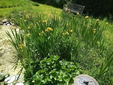 Photo of free Yellow iris plants (Fareham PO15) #1