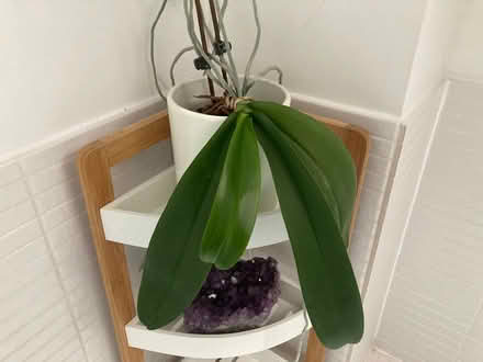 Photo of free White orchid (City Centre NR3) #1