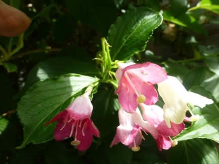 Photo of free Weigela plants(Strawberry & Cream) (North Tonbridge.) #2