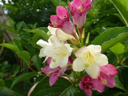 Photo of free Weigela plants(Strawberry & Cream) (North Tonbridge.) #1