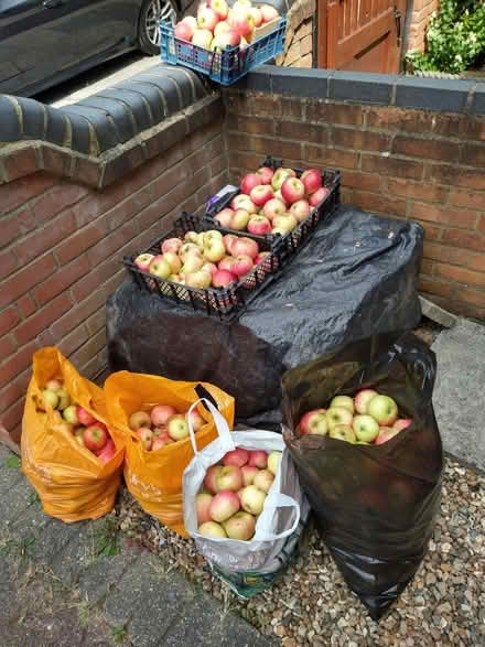 Photo of free Apples Galore (Palmers Green N13) #1