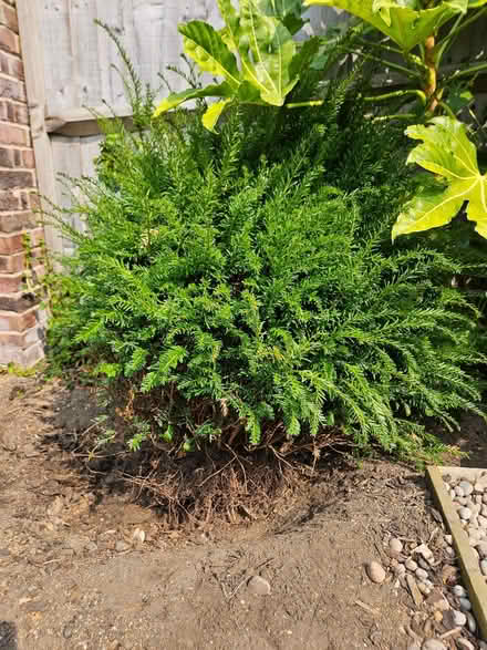Photo of free Bush, dug up (Chineham Park RG24) #1