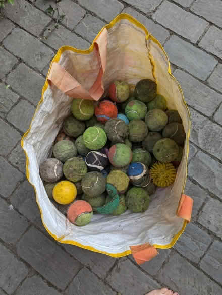 Photo of free So many dog balls (Richmond, TW9) #1