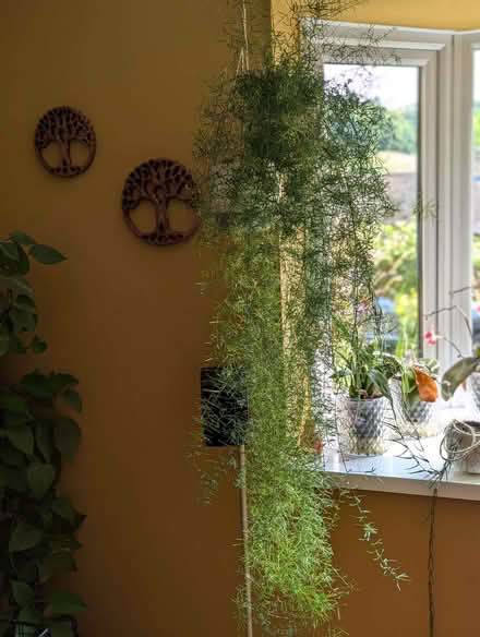 Photo of free Asparagus fern indoor plant (North Woodchester GL5) #2