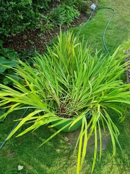 Photo of free Crocosmia plants/ bulbs (Abingdon OX14) #2