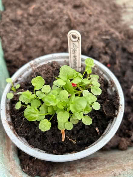 Photo of free Viola seedlings (Greaves LA1) #1