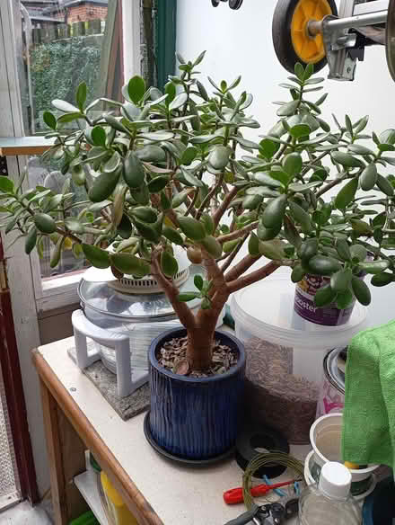 Photo of free Jade lucky money tree (S6 Loxley) #1