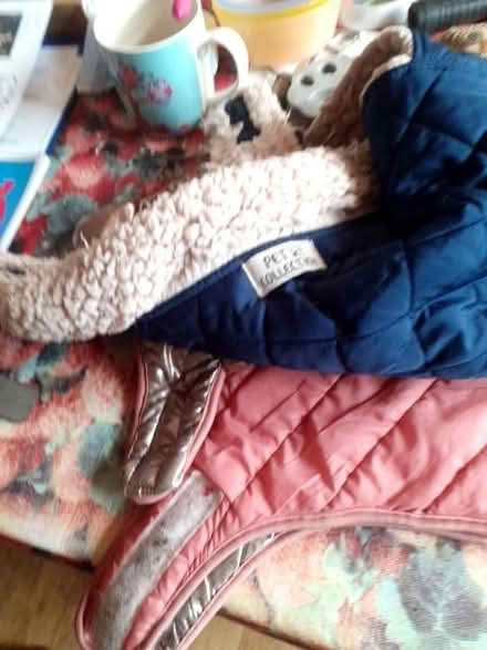 Photo of free Small dog coats (Halton LS15) #1