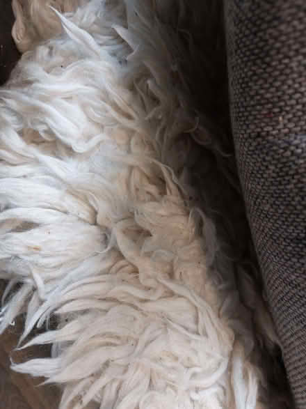 Photo of free Rug (Willington MK44) #1