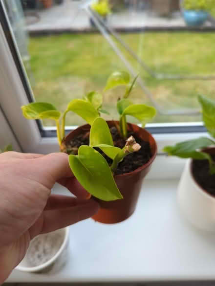 Photo of free Small plant (Sheffield intake) #1