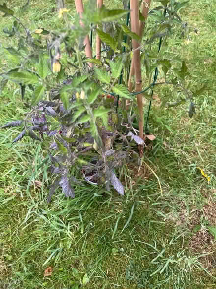 Photo of free Tomato plants (BD20 5PB) #1