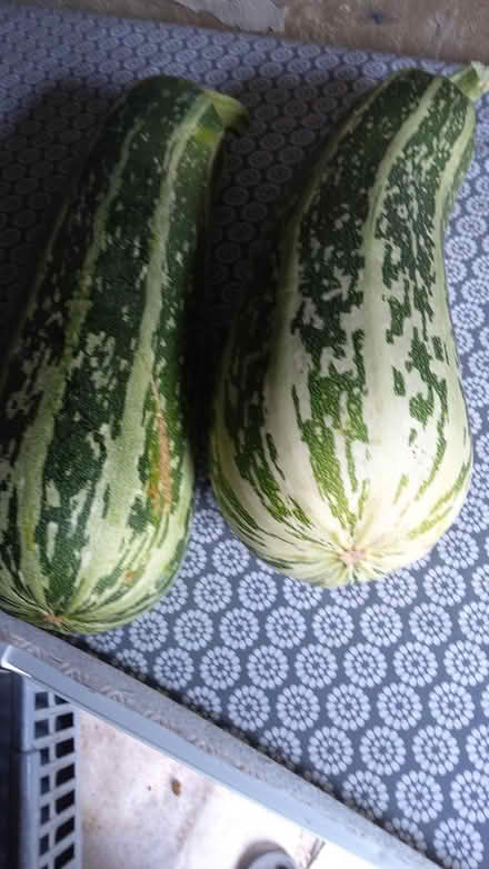 Photo of free Marrows (Shepton Mallet BA4) #1