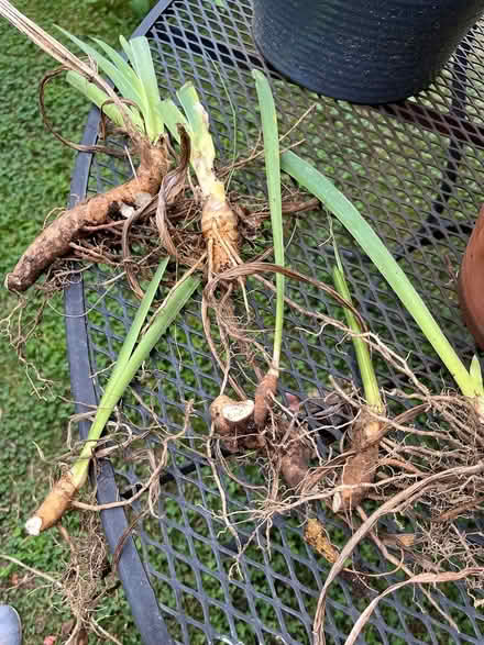Photo of free Bearded Iris Rhizomes (11563) #2