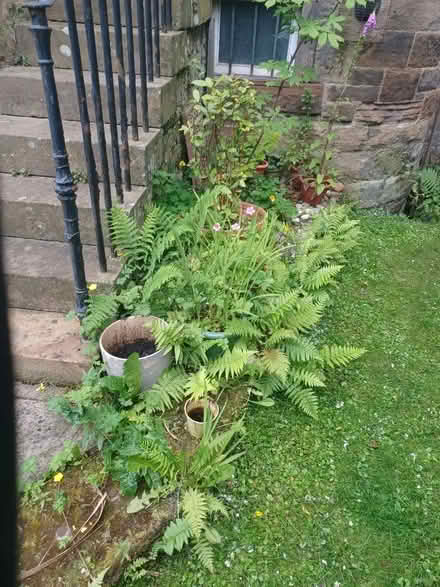 Photo of free Ferns, for a garden. (Calton EH7) #1