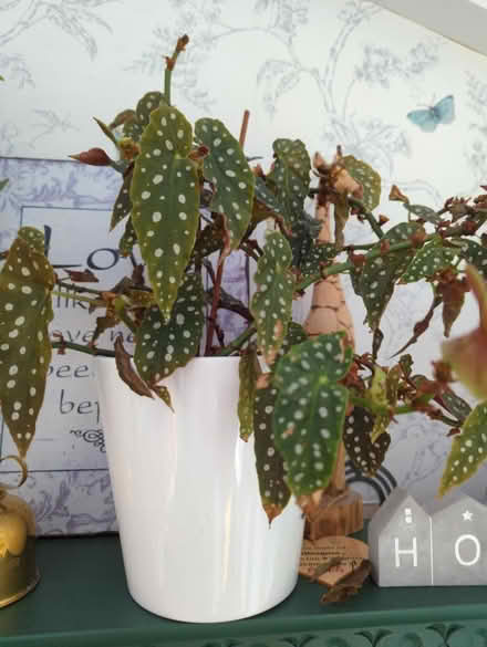 Photo of free Begonia (Sheffield intake) #1