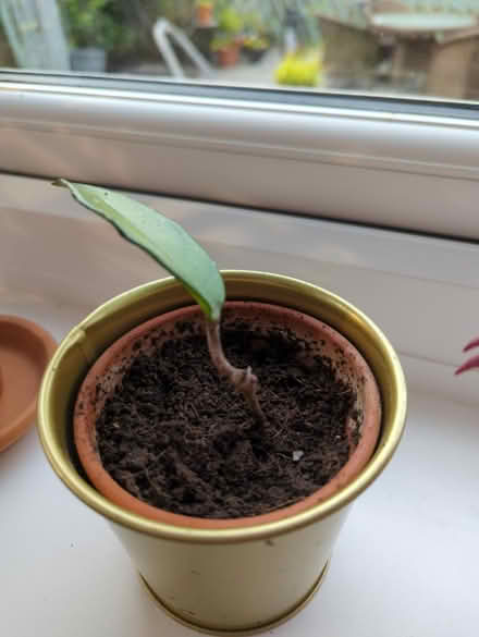 Photo of free Small plant ☘️ (Sheffield intake) #1