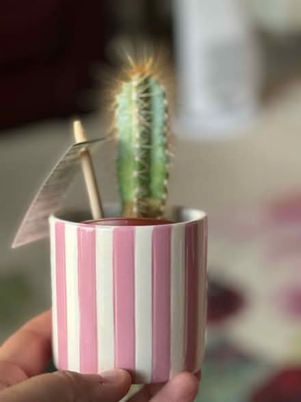 Photo of free Cactus in mini pot (Dawlish Devon) #2