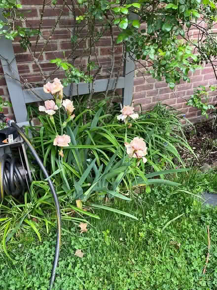 Photo of free Bearded Iris Rhizomes (11563) #1
