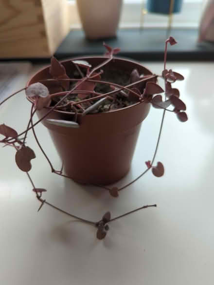 Photo of free String of hearts plant (Sheffield intake) #1