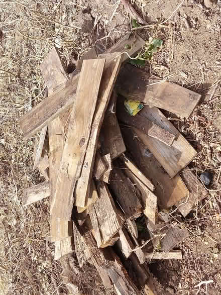 Photo of free Wood (Willington MK44) #1