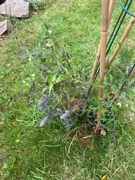 Photo of free Tomato plants (BD20 5PB) #2
