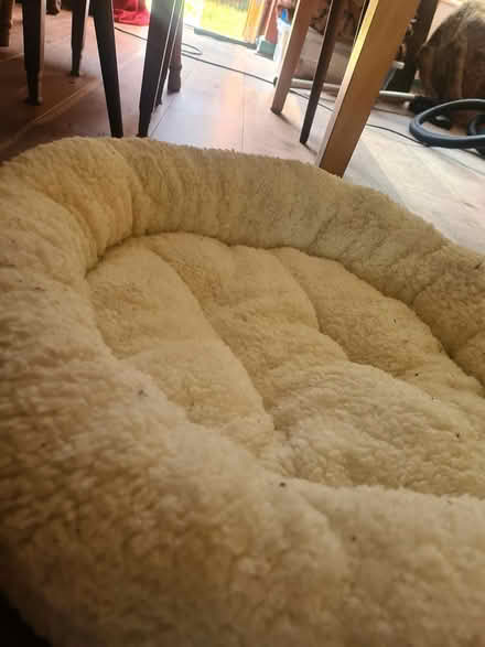 Photo of free 2 large cat beds unused (Romsey, CB1) #1