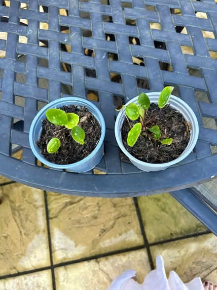 Photo of free Baby Chinese money plant x2 (Didcot OX11) #2