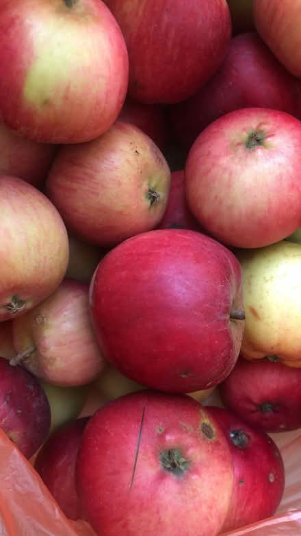 Photo of free Bag of apples (Lexden CO3) #1