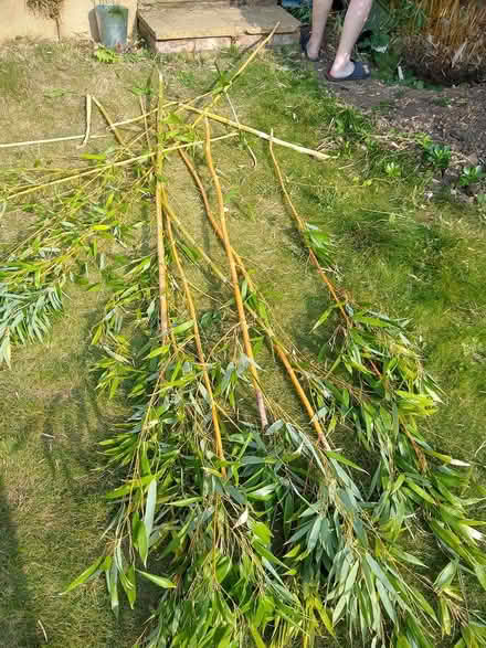 Photo of free bamboo sticks for beans etc (bedford) #1