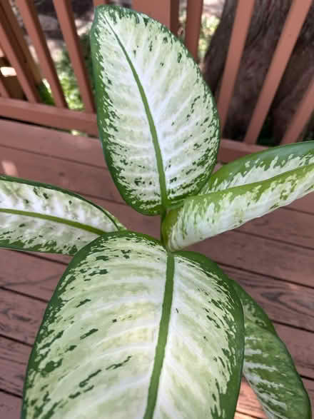 Photo of free Dumb cane plant (Princeton close to Rt 1) #3