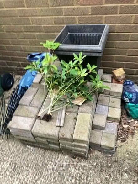 Photo of free Skimmia rubesta Cuba (Bernards Heath AL3) #1