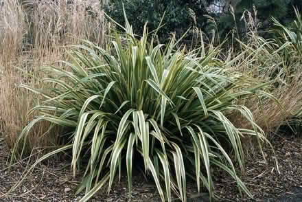 Photo of New Zealand Flax PlantS (Gosport PO12) #1